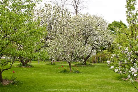 Apple Orchard In Spring Greenfuse Photos Garden Farm And Food Photography