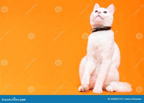 Young White Cat Looking Up On An Orange Background Text Space Stock