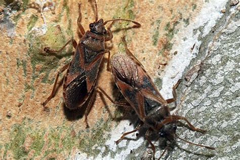 New Invasive Swarming Insect Found In The Us For The First Time The