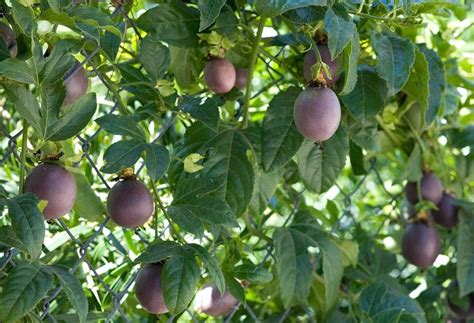 Today, homeowners can grow fruits in a small space by choosing dwarf cultivars of certain fruits. Growing Dwarf Fruit Trees Perfect for a Patio | Dwarf ...