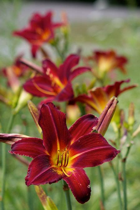 Red Stella De Oro Daylilly Agapanthus Daylilies Wedding Bouquets
