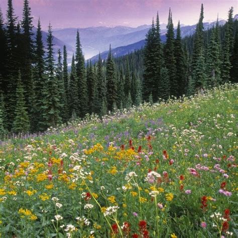 Alpine Wildflower Meadow Mount Revelstoke National Park British