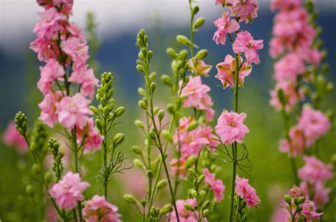 Combining the expertise of university and industry leaders, the this tender perennial loves the texas heat and will flower profusely from may until frost. 10 Cool Season Annual Flowers for Spring and Fall