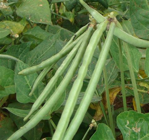 1594 fit to be eaten ; Cowpea | Only Foods
