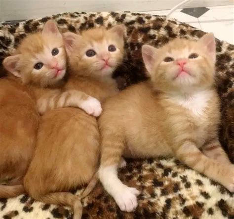 5 Orphaned Ginger Kittens Get Help Just In Time Kittens Cutest
