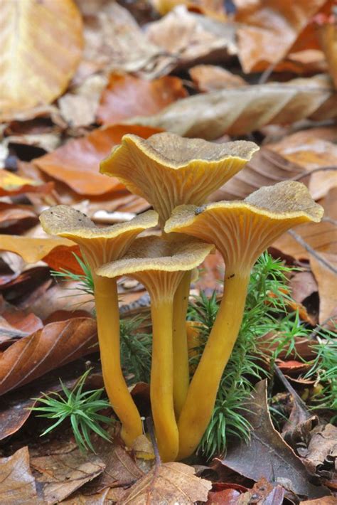 Absolutely Fungulous Best Edible Wild Mushrooms To Find