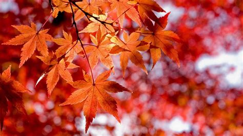 Wallpaper Sunlight Fall Leaves Red Branch Autumn Season Land
