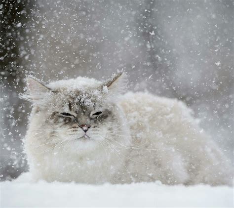 Cat Snow Flakes Wallpapers Hd Desktop And Mobile Backgrounds