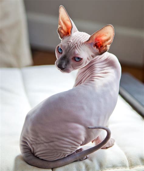 Sphynx Chat Sphynx Animaux Adorables Chats Et Chatons