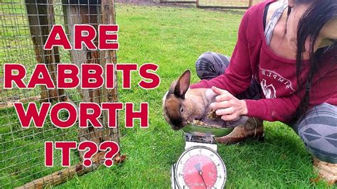 Raising Meat Rabbits Full Cost Breakdown Youtube