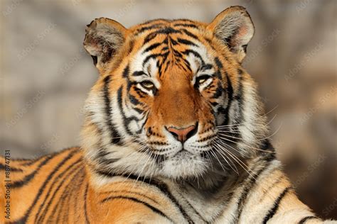 Portrait Of A Bengal Tiger Panthera Tigris Bengalensis Stock 写真