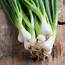 Spring Onion White Lisbon  Allium Cepa De Bolster Organic Seeds