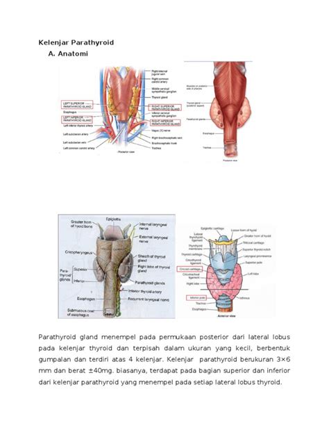 Anatomi Dan Histologi Kelenjar Parathyroid Pdf