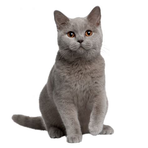 We fell in love with british short hair (bsh) cats and kittens because of their personalities and british shorthair cats and kittens have quickly become one of the most popular breeds in history and. British Shorthair - MuKeDer | Mutlu Kediler Derneği