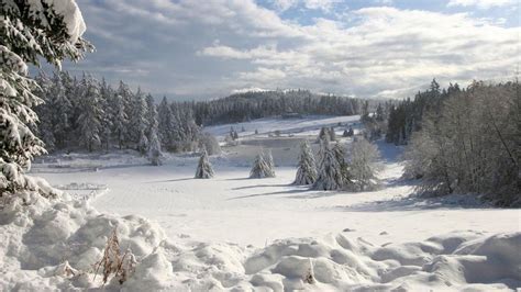 Wallpaper Field Winter Snow Fir Trees Cover Attire Snowdrifts