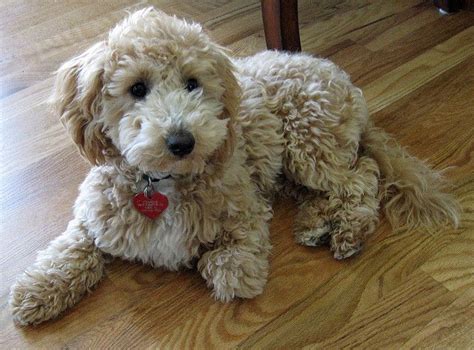 Charlie My Poochon Puppy Poochon Puppies Poochon Dog Poodle Mix Breeds