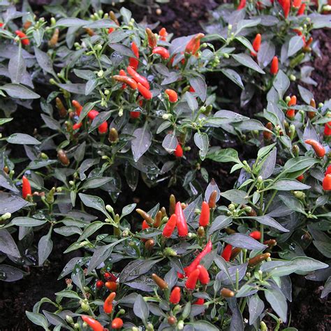 2:22 nocturnal rs recommended for you. Chilli Pepper - Demon Red - Rocket Gardens