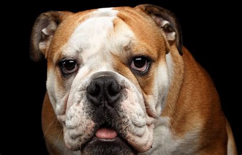 These are the best unique dog names for every good boy and girl. 400+ Bulldog Names: Awesome, Cool and Popular Names For ...