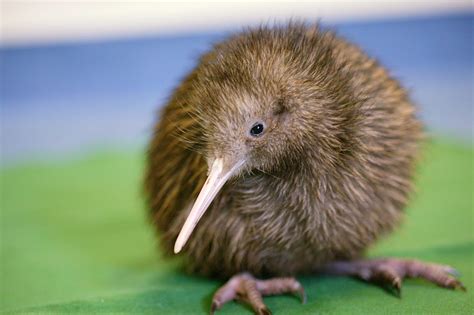 The Birth Of An Adorable Kiwi Was Livestreamed By This New Zealand