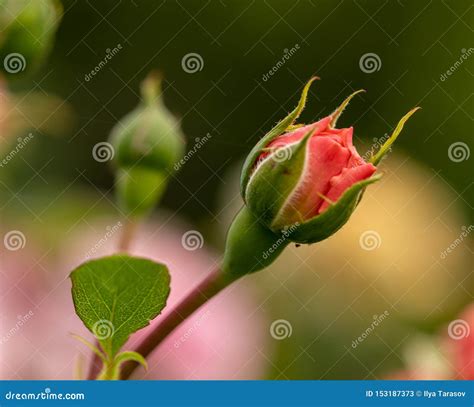 New Red Rose Bud Young Graceful Spray Rose A Small Bud Of A Blooming