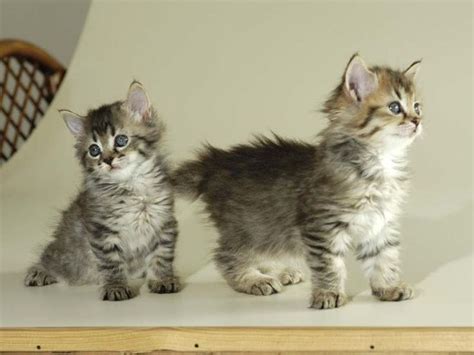 How much do pixie bob cats and kittens cost? pixie bob kittens! | Pets Soo Cute | Pinterest