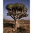 Photo Of The Week  Unusual Tree Middle East Oman Momentary Awe