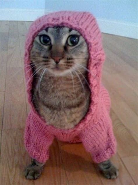 Guide To Cats With Sweaters Knittenkittens