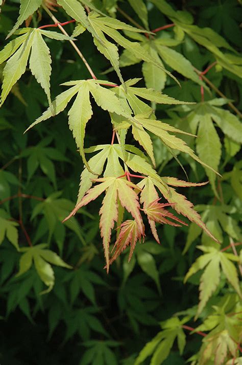 Katsura Japanese Maple Acer Palmatum Katsura In St Thomas Port