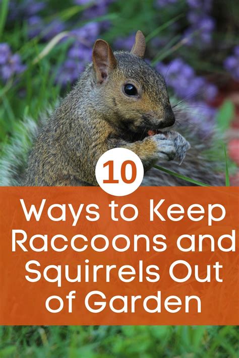 How To Keep Squirrels And Raccoons Out Of Garden Garden Likes