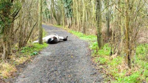 Rspca Says Dead Horse Was Dumped Like Rubbish On Essex Bridleway