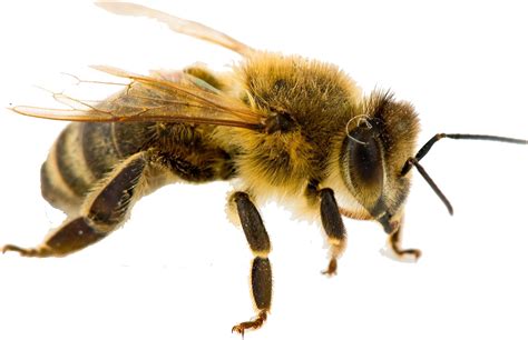 Bumblebee Png Transparent Western Honey Bee Png Free Western Honey