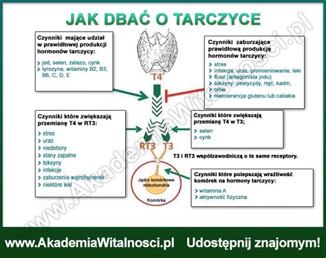 Artykuł poświęcony nadczynności tarczycy i opisujący jej podstawowe towarzyszące chorobie objawy. Jak dbać o tarczycę? | Gajamed