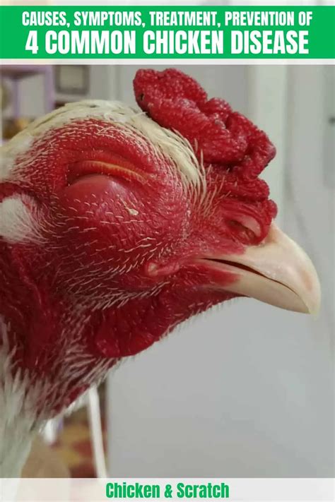 4 Common Chicken Diseases Causes Symptoms Treatment Prevention