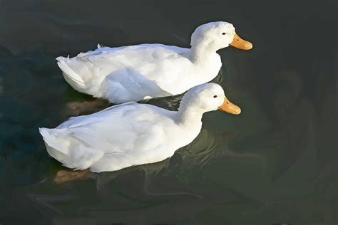 Pair Of Ducks On A Sunny Day Photograph By Barbara Dean Fine Art America