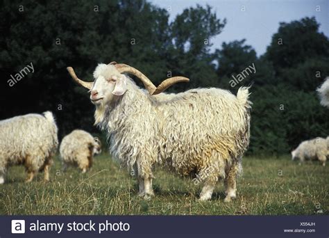 Angora Wool Goats High Resolution Stock Photography And Images Alamy