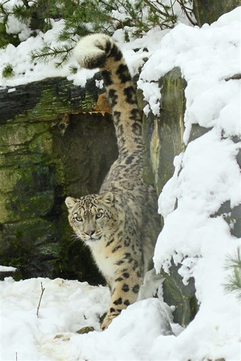 Snow Leopard Panthera Uncia Scent Marking Jon Isaacs Flickr