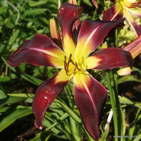 Home»perennial plants»perennials under 1m»hemerocallis velvet eyes (daylily) bare rooted. Image result for 'Indigo Velvet' Daylily | Day lilies ...