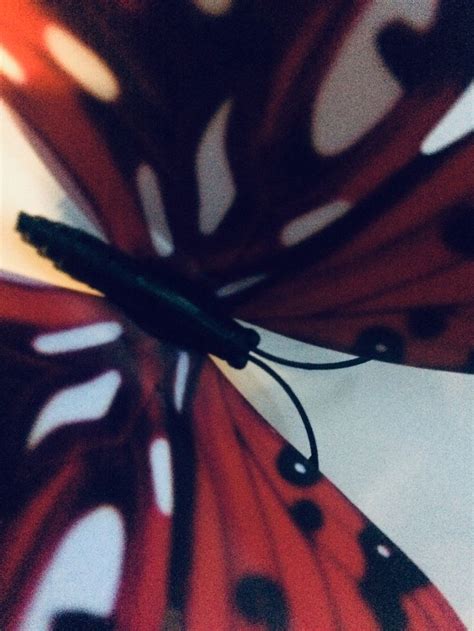 Butterfly 🦋 Butterfly Photography