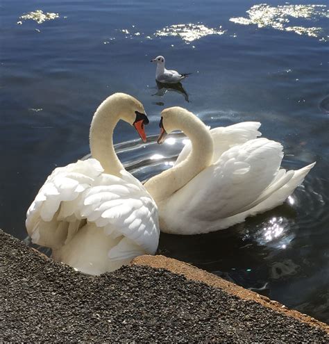 Swan Love Beautiful Swan Photography Pics Paragon Potrait Vday