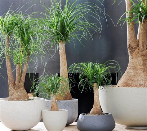 Grandes Plantes D Interieur Noella Blog