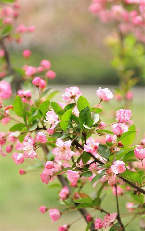 Maybe you would like to learn more about one of these? Download Spring Nature Wallpaper Mobile