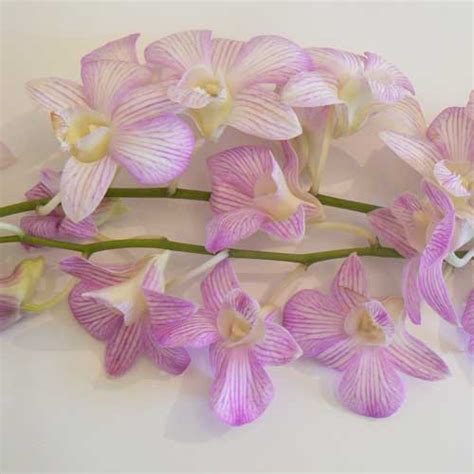 Orchid Flowers And Flower Delivery Reviews