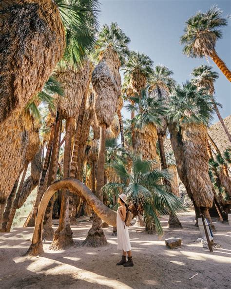 Long Weekend Guide To Palm Springs Joshua Tree Artofit