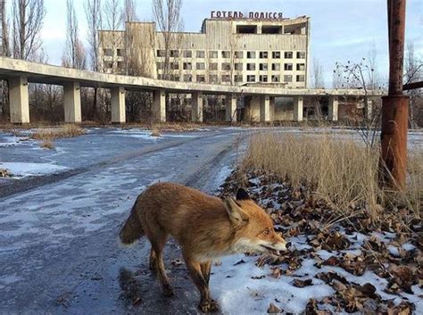 Chernobyl Animals Wildlife Thrives In Chernobyl Site Of 1986 Worst