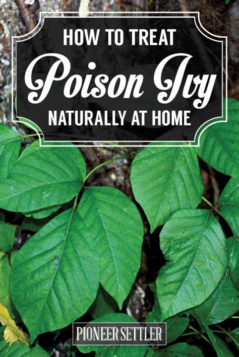 Natural Poison Ivy Treatment That Works Homesteading Simple Self