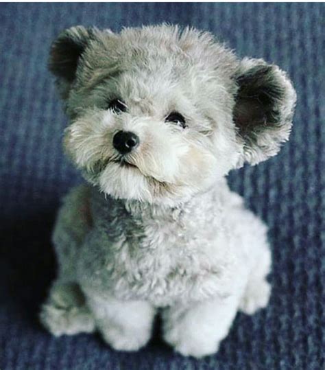 Pin By Maribel Valentin On Adorable Animals Teddy Bear Puppies Teddy