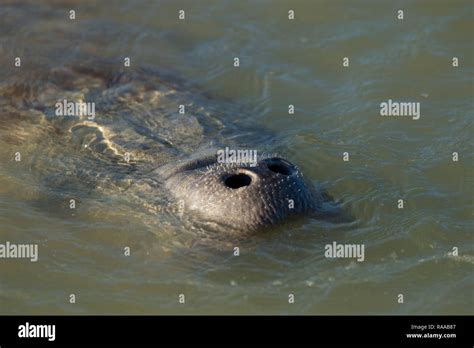 West Indian Manatee And Florida Hi Res Stock Photography And Images Alamy