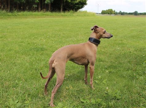 Weitere ideen zu italienisches windspiel, windspiele, windhunde. Italienische Windspiele - Hundeblog miDoggy