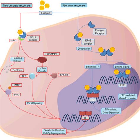 Estrogen Receptor Signaling Pathway