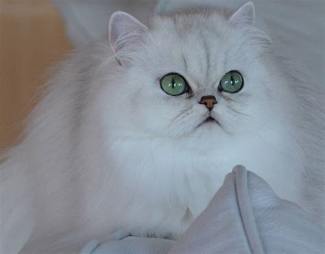 Fluffy Cat Breeds Cat Breeds Encyclopedia